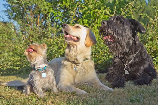 Three dogs are lying on the lawn and looking in the same direction.Golden Retriever, Yorkshire Terrier and the Big Black Schnauzer Dog