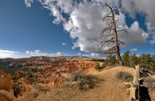 Bryce