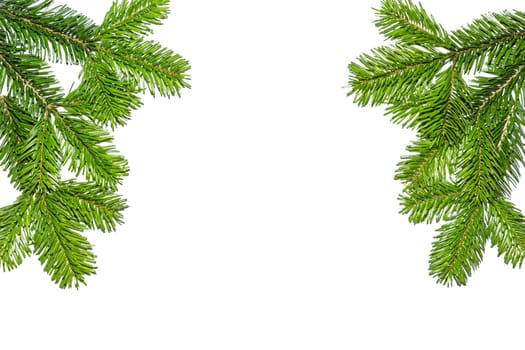 Fir branches at the top of the picture with free text space