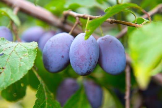 damson,plums,plums