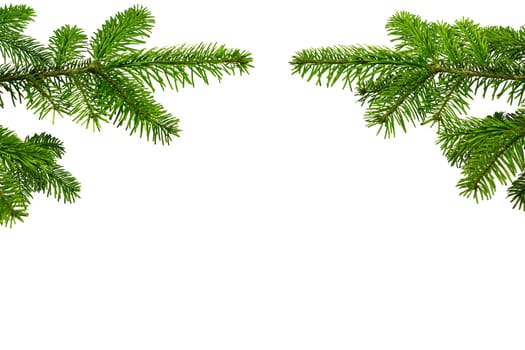Two fir branches for Christmas decoration