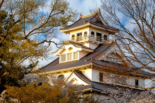 Sakura in Kyoto Japan for adv or others purpose use