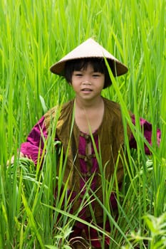 Girl in the rice field,small child in the tall grass