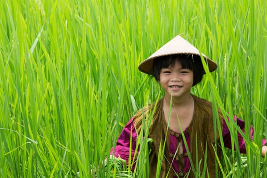 Girl in the rice field,small child in the tall grass