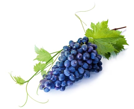 Bunch of fresh tempting fresh purple table grapes with green vine leaves on a white background