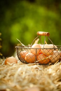 Fresh eggs in a metallic basket on straw, with a green blurred background