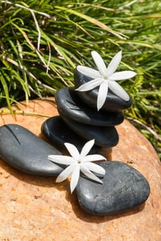 Jasmine flowers on black zen stones