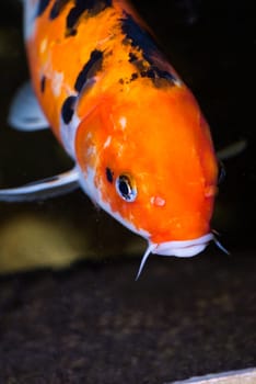 Koi carp fish extreme close-up