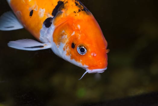 Koi carp fish close-up