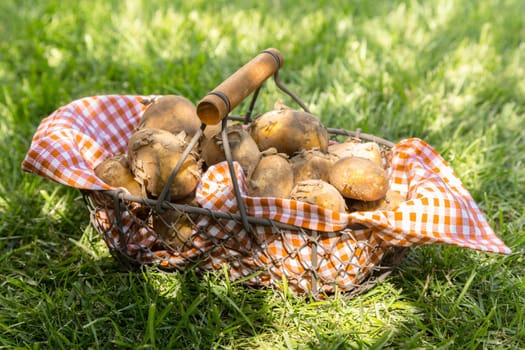 Close-up of just harvested new potatoes in a checkered cloth in a metallic basket on grass