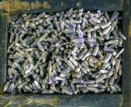 Overhead view of dried lavender flowers used as a flavouring and colourant in cooking and as a medicinal herbal tea