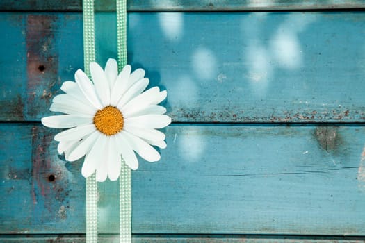 Fresh white summer daisy with a decorative festive ribbon on blue painted wooden planks with copyspace