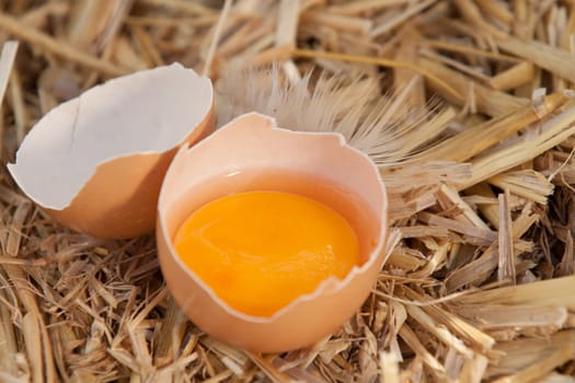 Broken egg on straw with the dark yellow healthy yolk standing in the remnants of the eggshell