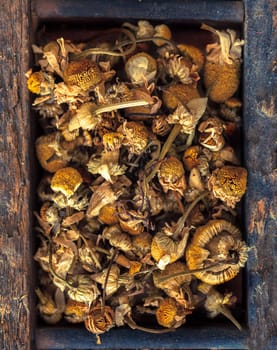 Overhead view of dried camomile flowers, a medicinal herb used to aid insomnia commonly made into a tea or infusion