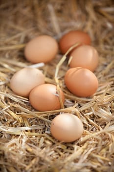 Rustic close-up of nutritious brown eggs, on straw