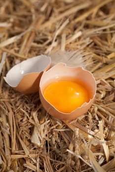 High angle view of a fresh yellow egg yolk in an eggshell nestling in clean straw in a farmyard with a chicken feather