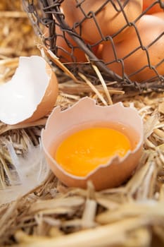 Fresh egg broken open to reveal the yolk which is retained inside the eggshell as it stands on a bed of fresh farmyard straw