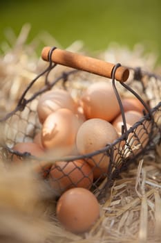 Rustic wire basket of fresh hens eggs on the farm nestling on a bed of straw