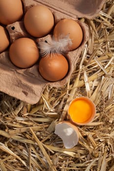 Overhead view of a carton of healthy brown farm fresh eggs with a feather and one egg broken open to reveal the yellow yolk on a bed of straw