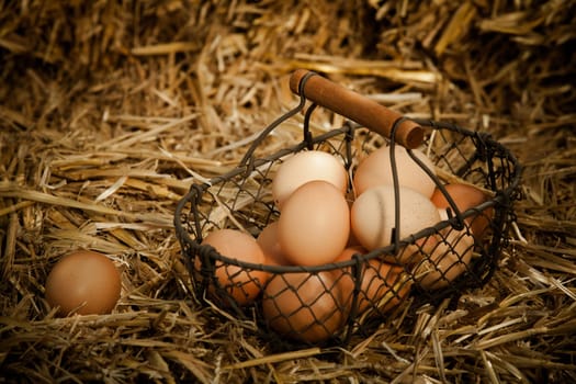 Horizontal close-up of fresh brown chicken eggs in a metallic basket with wooden handle on straw