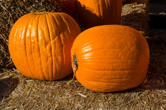 pumpkins and straw for halloween party