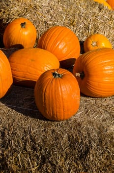 pumpkins and straw for halloween party