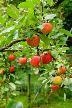 Apples without (New York)