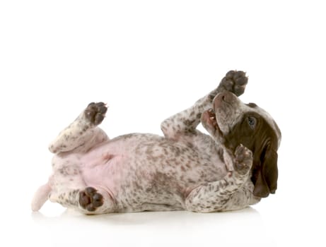 playful puppy - german short haired pointer puppy laying on back isolated on white background - 5 weeks old