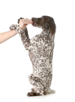 puppy begging - german shorthair pointer begging for treats isolated on white background