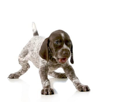 playful puppy - german short haired pointer puppy isolated on white background - 5 weeks old