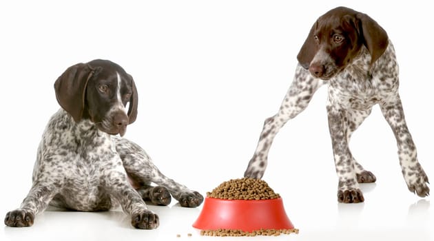 dog dinner time - german shorthaired pointers excited about being fed isolated on white background
