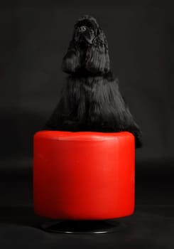american cocker spaniel sitting on red stool on black background