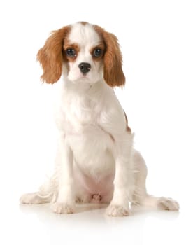 cavalier king charles spaniel female puppy sitting looking at viewer on white background