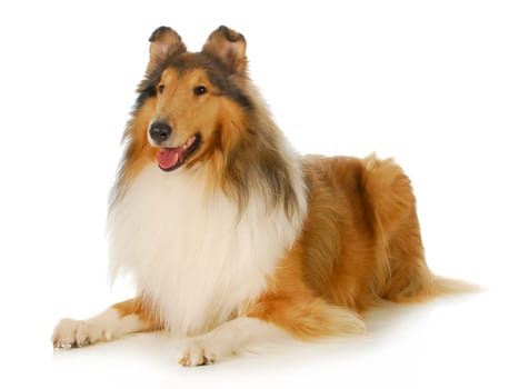 collie - rough coated collie laying down with tongue out panting isolated on white background
