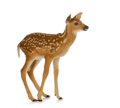 fawn standing isolated on white background