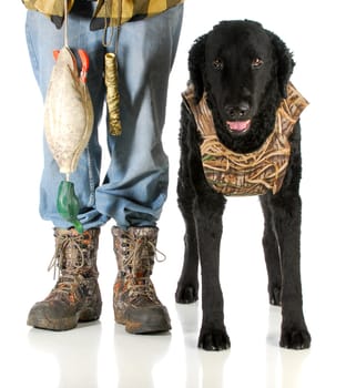 hunting dog -man hunter and curly coated retriever isolated on white background