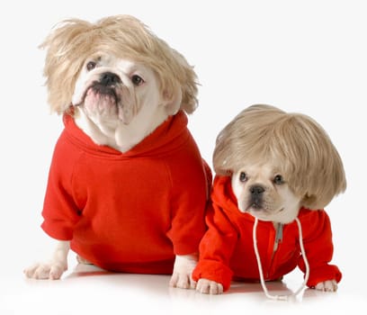 cute dogs wearing exercise clothing isolated on white background - english and french bulldogs