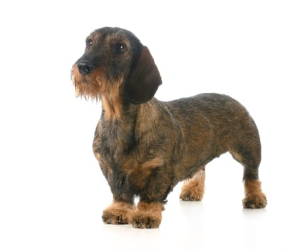 wirehaired dachshund standing isolated on white background