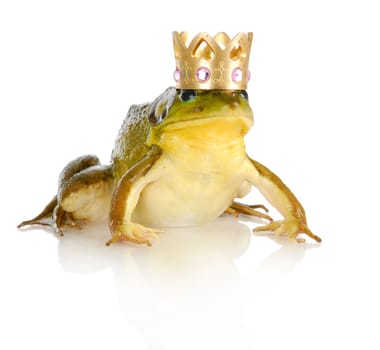handsome prince - bullfrog wearing crown isolated on white background