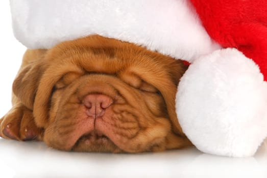 santa puppy - dogue de bordeaux puppy wearing santa hat - 4 weeks old