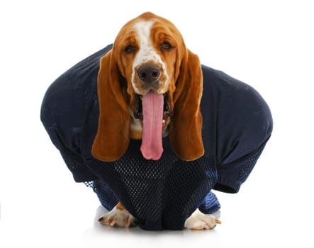 sports hound - basset hound with tongue hanging out dressed up like a football player isolated on white background