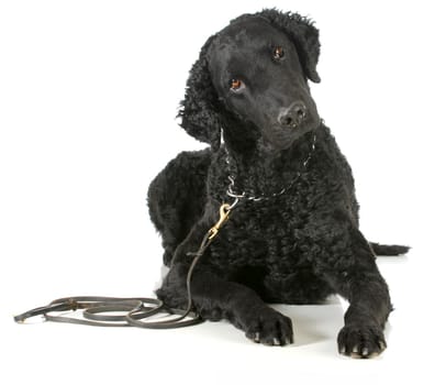curly coated retriever on a leather leash and choke collar isolated on white background