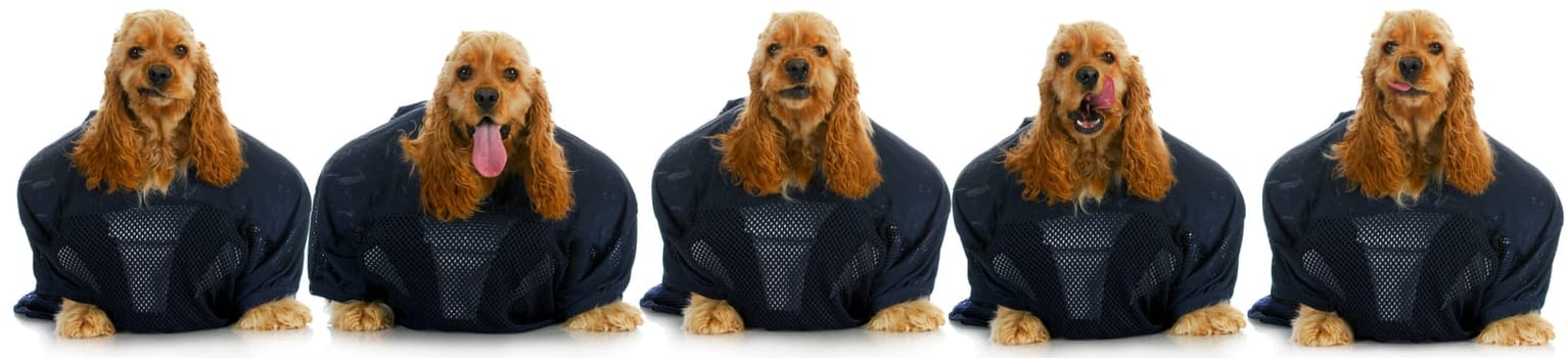 sports hounds - line up of cocker spaniels wearing football jerseys isolted on white background
