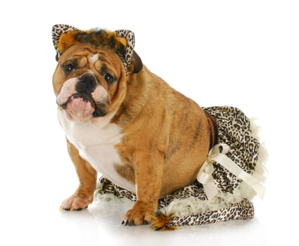 dog dressed up like a cat - english bulldog wearing cat costume isolated on white background