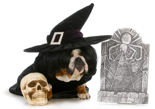 halloween dog - english bulldog dressed up like a witch sitting beside skull and gravestone isolated on white background