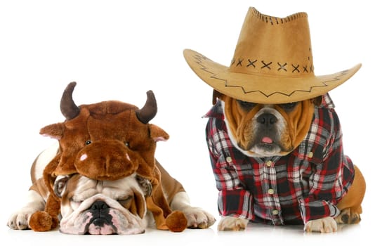 country dog - english bulldog dressed up like a farmer and a bull isolated on white background