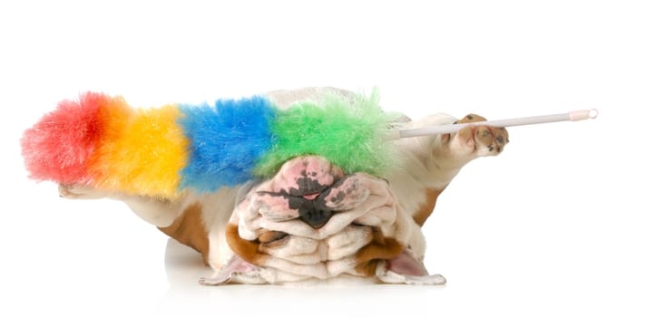 cleaning up after the dog - english bulldog upside down holding feather duster isolated on white background