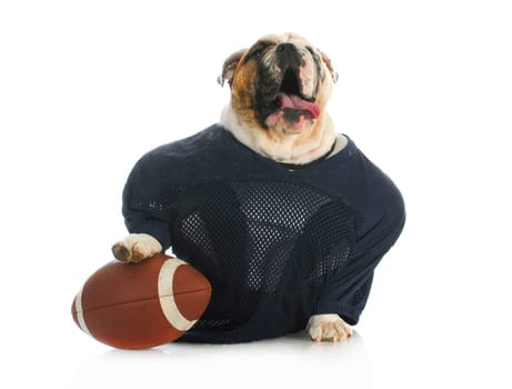 sports hound - english bulldog dressed up like a football player isolated on white background