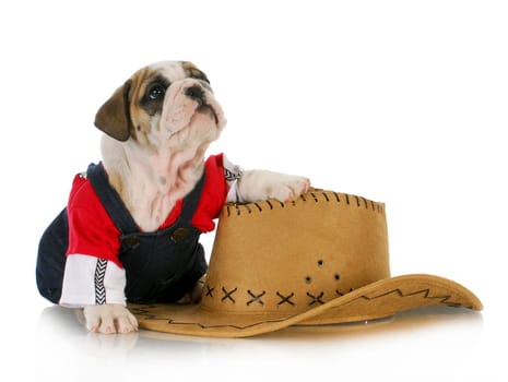cute puppy - english bulldog dressed up like a country dog with paw on western hat isolated on white background