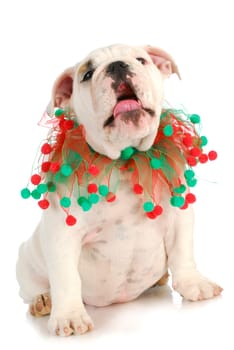 christmas puppy singing sitting isolated on white background - english bulldog